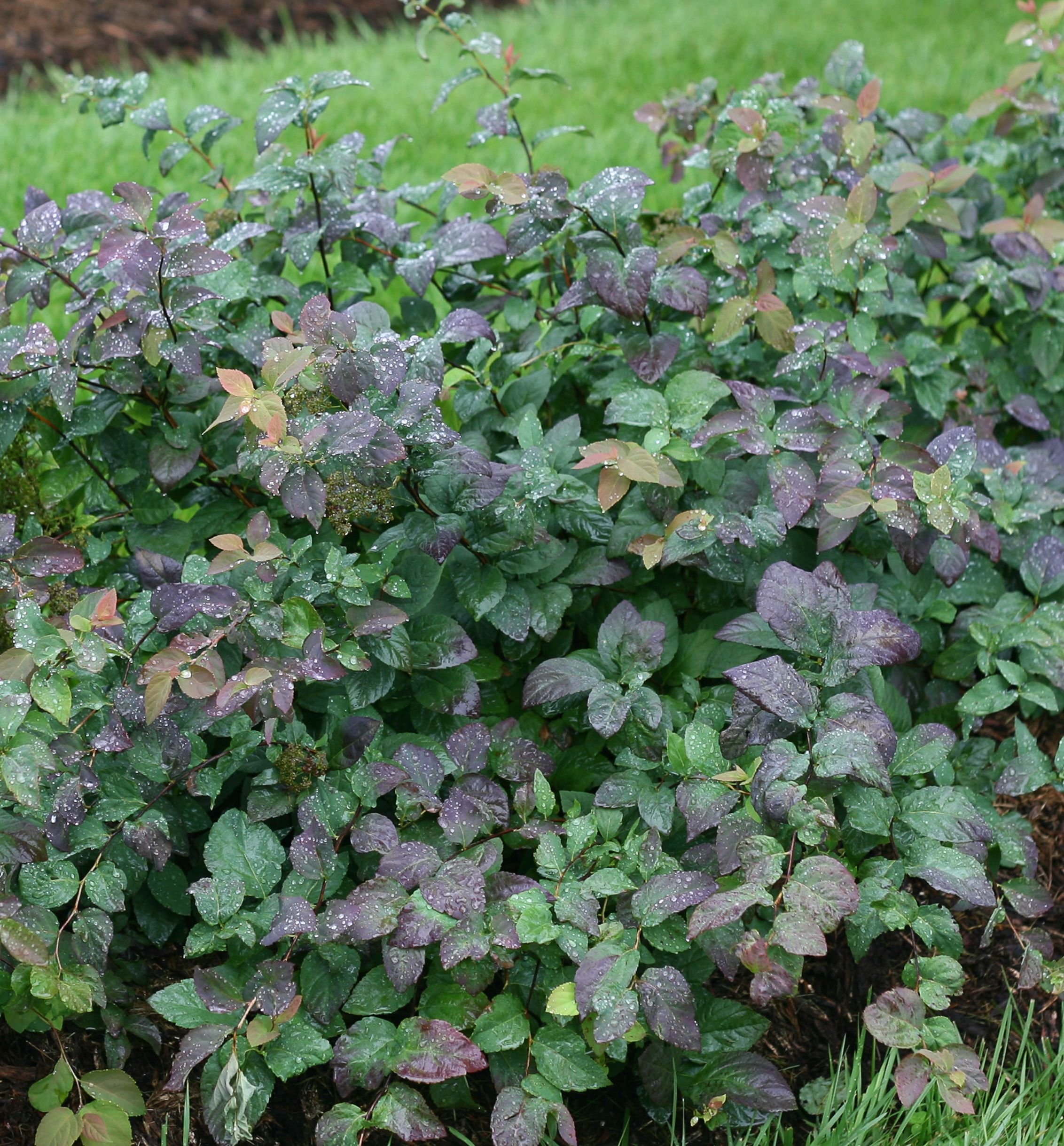 Double Play® Blue Kazoo® Spirea Natorp's Online Plant Store